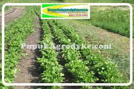 Faktor produksi terdiri dari tanah, tenaga kerja Inilah Pupuk Untuk Budidaya Benih Seledri Unggul Untuk Menghasilkan Tanaman Yang Berkualitas Distributor Pupuk Agrodyke