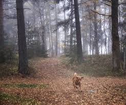 November Gold Bare Tree Scenery Icy Weather