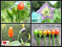 Image result for Capsicum baccatum