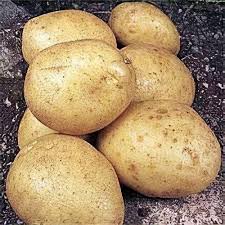 Image result for Solanum tuberosum