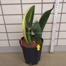 Image result for Sansevieria sinus-simiorum