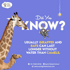 Rat is the animal which can survive without water more than camel. Did You Know Aachiglobalschool Ags Didyouknowfacts Anewwaytolearn Informativefacts Camels Giraffe Rats Ani Giraffe Did You Know Facts Facts For Kids