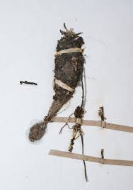 Image result for Gastrodia ballii