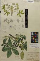 Image result for Vitex payos