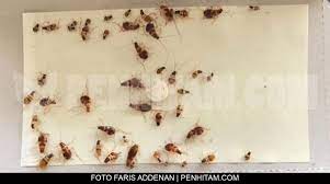 Check spelling or type a new query. Letak Tinggal Dan Tunggu Cara Berkesan Untuk Selesaikan Masalah Lipas Dalam Kereta