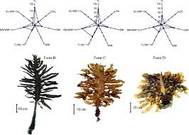 Image result for Disperis sp. nov. aff. bifida