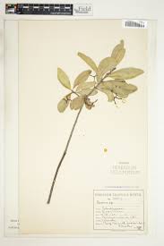 Image result for Gymnosporia tenuispina