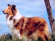 Disney & pixar titles in other words 1 293 Dogs In Entertainment Trivia Questions Answers Famous Animals