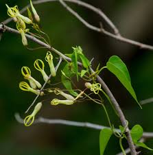 Image result for Neoschumannia