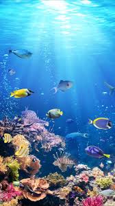 Fond D Ecran De Vie Sous Marine Pour Votre Iphone Xr De Everpix Underwater Wallpaper Ocean Wallpaper Sea Life Wallpaper
