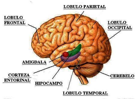 Felicidad, alegría, datos neurobiológicos. - CiViCa
