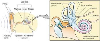 Mallei) is the most lateral middle ear ossicle, located between the tympanic membrane and the incus. Hearing Introduction To Psychology
