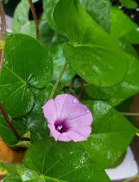 Image result for Ipomoea trinervia