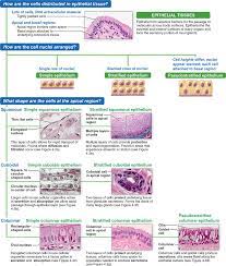 Ii Connective Tissue Human Anatomy Human Anatomy And Physiology Study Biology Physiology