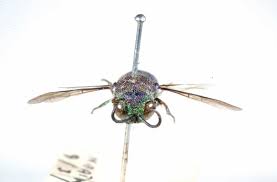 Many, notably the cuckoo wasps, are kleptoparasites. Cuckoo Wasps The Australian Museum