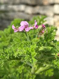 Image result for Pelargonium apetalum