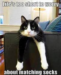 Collection Funny Cats Pics Memes 500 Pics For June 2016 Funnycats Funnycatsmemes Animal Jokes Funny Cat Pictures