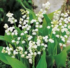 Muguet, a character in the movie how much do you love me? Jardin Perdu Lily Of The Valley Muguet De Mai