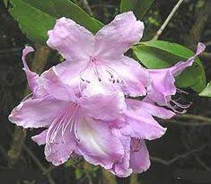 Rhododendron Attraction In 2020 Rhododendron Plant Flowers Rhododendron