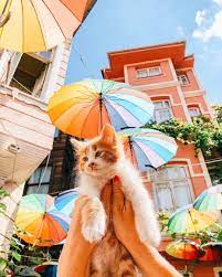Stambul Chudove Misce Dlya Togo Shob Znajti Novih Druziv Cats Caturday Animals Istanbulhighlights Turkey Istanbul F Istanbul Adventure Beauty Cat Day