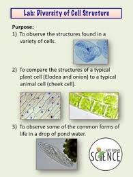 Diversity Of Cell Structure Cell Organelles Lab Cell Organelles Biology Labs Cell Structure