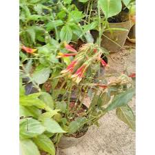 Daun belalai gajah, tanaman herbal dengan segudang manfaat. Daun Belalai Gajah Clinacanthus Nutans Sabah Snakegrass Kitajam Minim 4pohon Shopee Indonesia