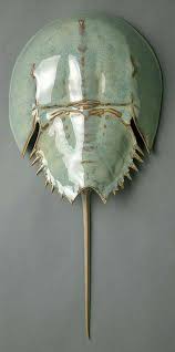 Hey I Found This Really Awesome Etsy Listing At Https Www Etsy Com Listing 556197035 Large Horseshoe Crab Hanging Crab Art Horseshoe Crab Ceramic Sculpture