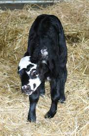 Lupine Induced Crooked Calf Syndrome Ccs Download Scientific Diagram