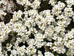 Image result for Arabis alpina