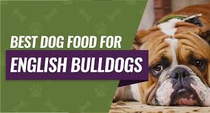 It's difficult to imagine that the notoriously cute english bulldog was once used to bait bulls. Best Dog Food For English Bulldogs Buying Guide Reviews