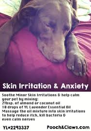 Essential Oils For Skin And Stress In Dogs Essential Oils For Skin Essential Oils Dogs Dog Remedies