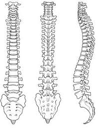 Download 339 backbone diagram stock illustrations, vectors & clipart for free or amazingly low rates! Simple Spine Drawing At Paintingvalley Com Explore Collection Of Simple Spine Drawing