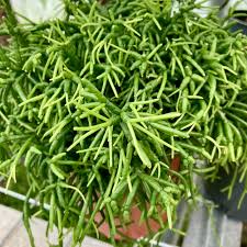 Image result for Rhipsalis baccifera