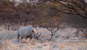 Onguma Game Reserve