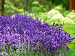 Lavendel Wann Pflanzen Wie Pflegen Lavendel Pflanzen Lavendel Pflanze Garten Lavendel