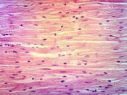 Cardiac Muscle Tissue Human Anatomy And Physiology Cells And Tissues Loose Connective Tissue