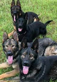 Ücretsiz belçika kurdu köpek sahiplendirme i̇lanları | sahibinden.com. Belcika Kurdu Icin 23 Fikir Belcika Kopek Hayvanlar