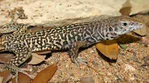 Image result for Isoglossa pawekiae