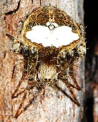 Image result for Centema subfusca