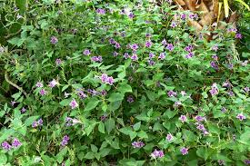 Image result for Asystasia intrusa