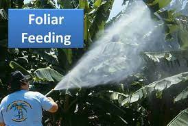 Always test spray and wait 48 hours when. Foliar Feeding Does It Work And Should Gardeners Use It Garden Myths