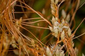 Image result for Cuscuta hyalina