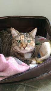 Lost Name Alice Date Last Seen March 16 2016 Area Last Seen Goodyear Az 85338 Address Last Seen 3049 S 159th Ln Goodyear Az Losing A Pet Found Cat Lost Cat