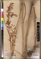 Image result for Hyparrhenia tamba