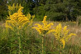 Flowers provide nectar or pollen bees need, and bee pollination helps flowers produce fruit and seeds. Pollinator Plants The Best Perennials For A Pollinator Garden Garden Design