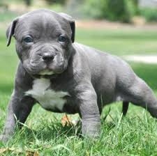 Pin By Mariel Aragon Briseno On Maybe One Day Pitbull Puppies Cute Animals Puppies