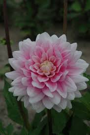 Dahlia Offshore Dream Dahlien Blumen Dahlien Schoner Blumengarten