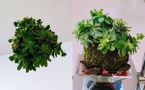Le piante da interno danno vita e colore al tuo salotto, creando una atmosfera di intimità in ogni casa essi siano presenti. Kokedama Piante Sospese Dal Giappone Idee Per La Casa