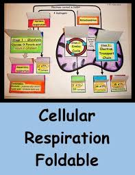 Cellular Respiration Foldable Mitochondrion Cellular Respiration Foldable Teaching Biology Cellular Respiration