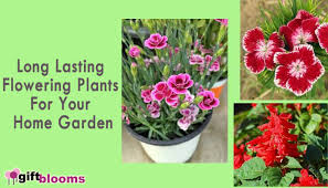 Often times when we talk about companion planting we discuss the plants that should always be planted. Top 8 Long Lasting Flowering Plants For Your Home Garden